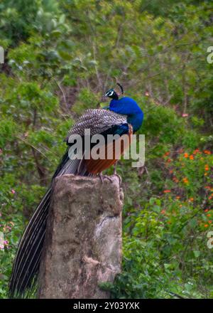 Peacock Display in Bandipur National Park Stock Photo