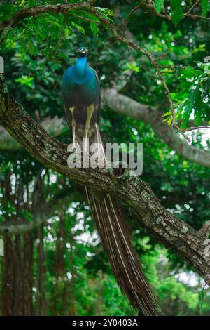 Peacock Display in Bandipur National Park Stock Photo