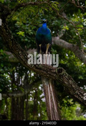 Peacock Display in Bandipur National Park Stock Photo