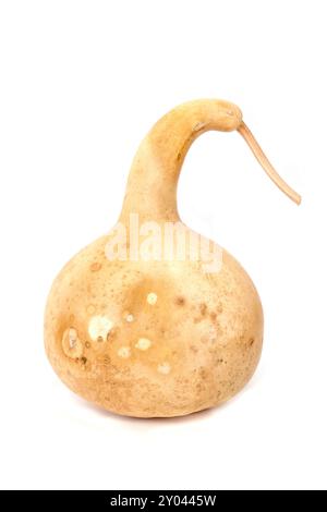 A close-up of an ornamental pumpkin on a white background. Stock Photo