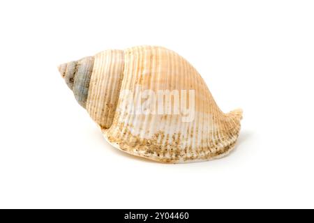 Beige Seashell on White Background Stock Photo