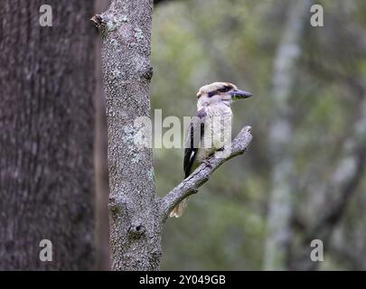Laughing Kookaburra perched on a short branch of a tree with grass on its beak on a cold grey day, Lane Cove National Park, NSW, Australia Stock Photo