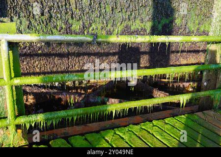 Lime Green Seaweed and Algae on a Helgoland Harbor Wall in Late Afternoon Light Stock Photo