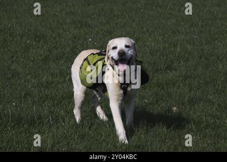 Cream coloured Labrador Retriever Stock Photo