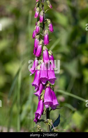 A purple flower with pink petals is growing in a field Stock Photo