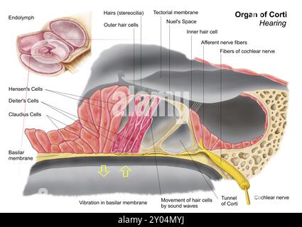 Anatomy of the organ of Corti, part of the cochlea of the inner ear ...