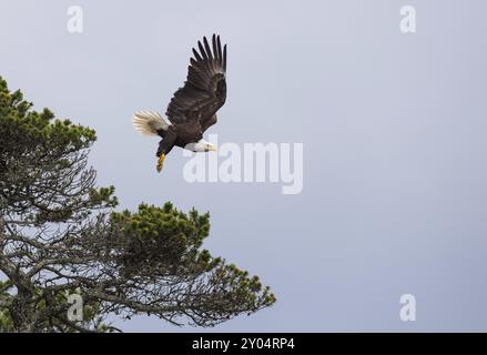 A bald eagle on the coast of Vancouver Island spreads its wings as it takes off Stock Photo