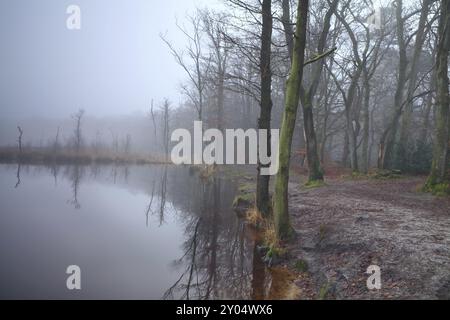 Lake in forest and dense fog, Appelbergen, Drenthe, Netherlands Stock Photo