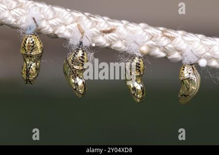 Cocoons suspended from a rope. They are kept here until they hatch. This is how the different species of butterflies are bred Stock Photo