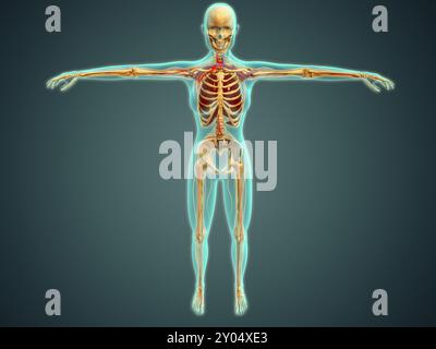 Medical illustration of human body showing skeletal system, arteries, veins, and nervous system Stock Photo