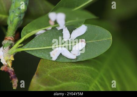 Regalis scale bug, white scale insect, Pulvinaria regalis . A sap sucking insect on the underside of magnolia. Females and young larvae on the lower s Stock Photo