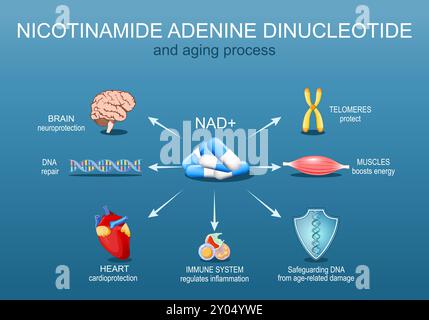 NAD. Aging process and Nicotinamide adenine dinucleotide. NAD plus. Senescence. Health Benefits of NAD+. Anti-Aging therapy. Detailed Vector poster. I Stock Vector