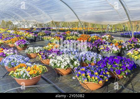 Plastic european greenhouse with blooming pansies in hanging baskets Stock Photo