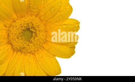 yellow gerber with water droplets isolated on white background Stock Photo