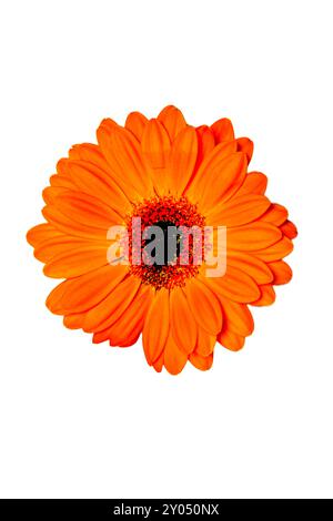 orange gerber flower isolated on white background Stock Photo