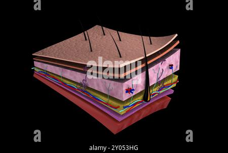 Conceptual image of the layers of human skin Stock Photo