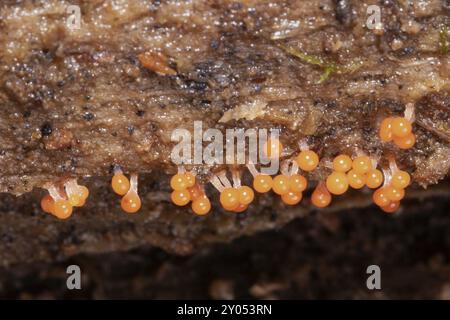 Trichia decipiens several conical orange fruiting bodies next to each other on a tree trunk Stock Photo