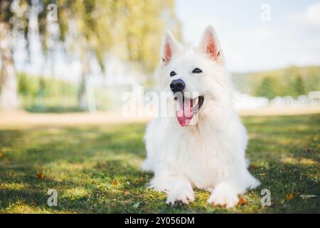 Berger Blanc Suisse Stock Photo