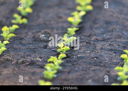 Young green seedlings growing in neatly arranged rows in a field, kale, Baden-Wuerttemberg, Germany, Europe Stock Photo