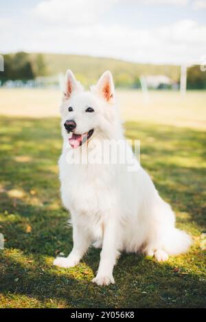Berger Blanc Suisse Stock Photo