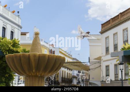 Pigeon in flight coming out of drinking water from a public fountain Stock Photo