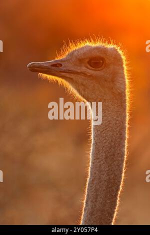 Close-up portrait of an ostrich (Struthio camelus) at sunset, South Africa Stock Photo
