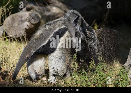 Giant Anteater (Myrmecophaga tridactyla), with young, captive, Germany, Europe Stock Photo