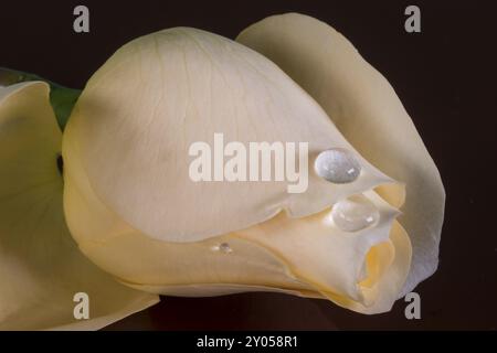 Pale yellow rosebud on black glass Stock Photo