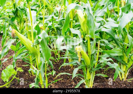 Corn being grown in a Polytunnel, England, UK. Stock Photo