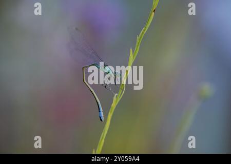 Blue-tailed damselfly (Ischnura elegans) bending on a reed stem against a coloured background, Wismar, Mecklenburg-Western Pomerania, Germany, Europe Stock Photo