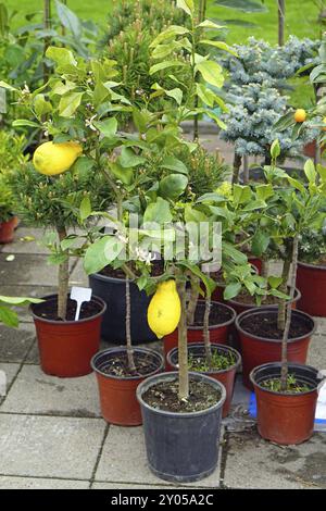 Small lemon tree in pot Stock Photo