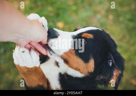 Bernese Mountain Dog puppy Stock Photo