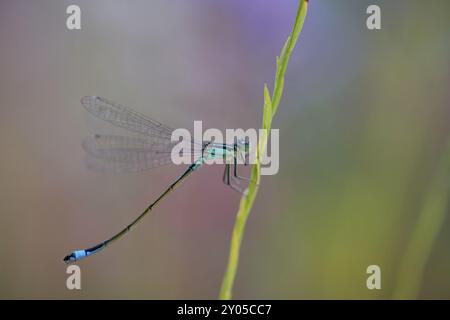 Side view of a Blue-tailed damselfly (Ischnura elegans) climbing on a reed stem against a colourful background, Wismar, Mecklenburg-Western Pomerania, Stock Photo