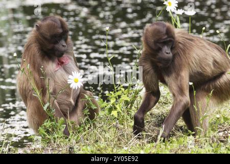 Djelada or blood-breasted baboon Stock Photo