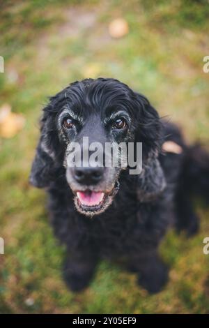 English Cocker Spaniel Stock Photo
