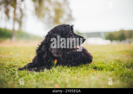 English Cocker Spaniel Stock Photo
