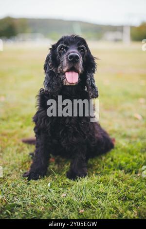 English Cocker Spaniel Stock Photo