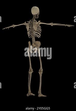 3D rendering of human skeletal system, rear view Stock Photo