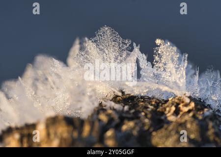 Ice crystals that have formed on a tree trunk and have grown in height. Winter shot from Brandenburg Stock Photo