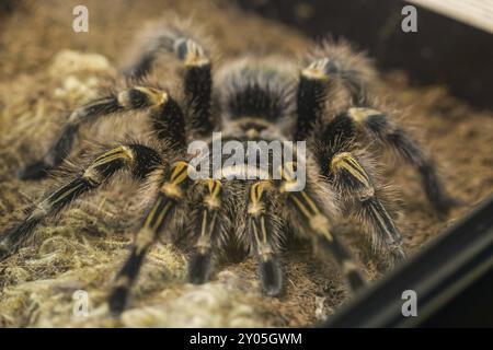 Poisonous tarantula in a terrarium Stock Photo