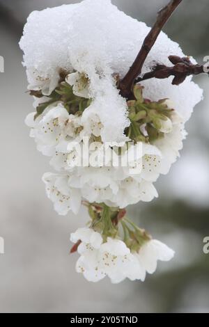 Snow-covered cherry blossoms Stock Photo