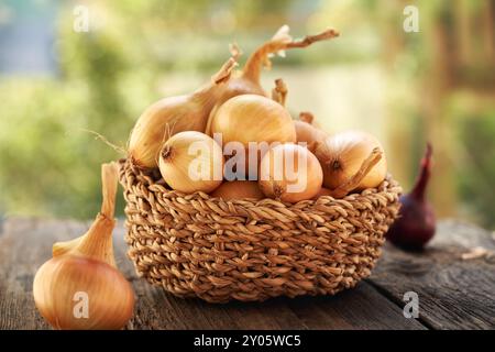 Yellow onions in a wicker basket outdoors. Ingredient for cooking. Stock Photo