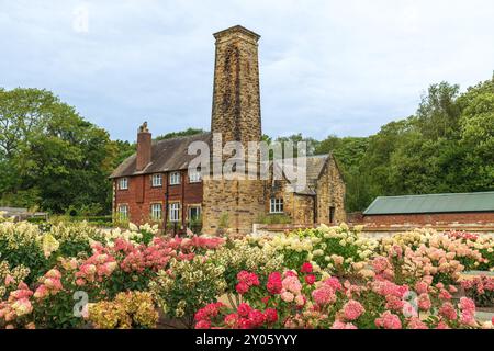 Shrubs of hydrangea in full bloom growing in front of an old brick building with tall tower The Bothy at the RHS Bridgewater gardens. Stock Photo