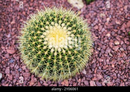 Large round ball shaped Echinocactus or Golden Barrel Cactus. Stock Photo