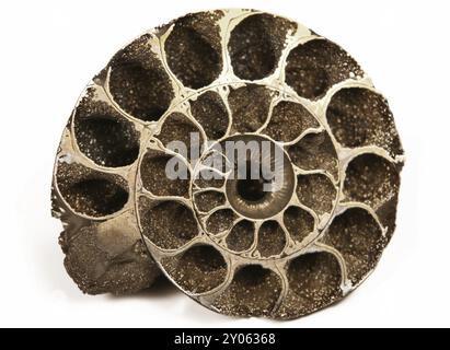 Cut cockleshell (fossil) on white background Stock Photo