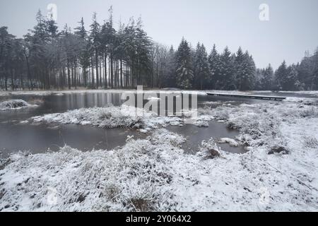 Winter morning over swamp in coniferous forest, Friesland, Netherlands Stock Photo