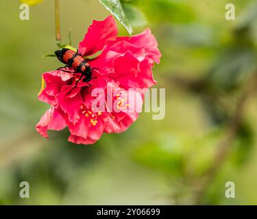 A Insect on a hibiscus Stock Photo