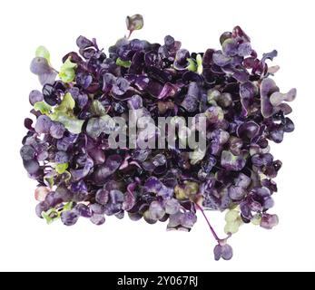 Portion of Cress (as close-up shot) isolated on white background Stock Photo