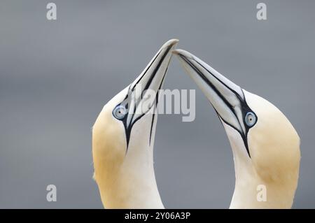 Two gannets performing a mating ritual on the offshore island of Heligoland Stock Photo