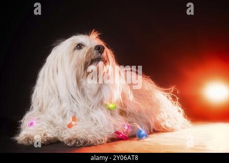 A small white Havanese lies on the studio floor and looks slightly upwards, the dog has a string of lights around its neck and in the background an ad Stock Photo